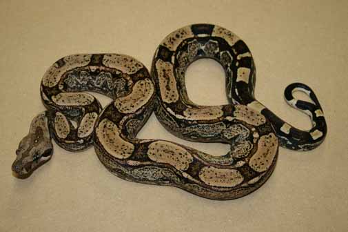 Boa Constrictors